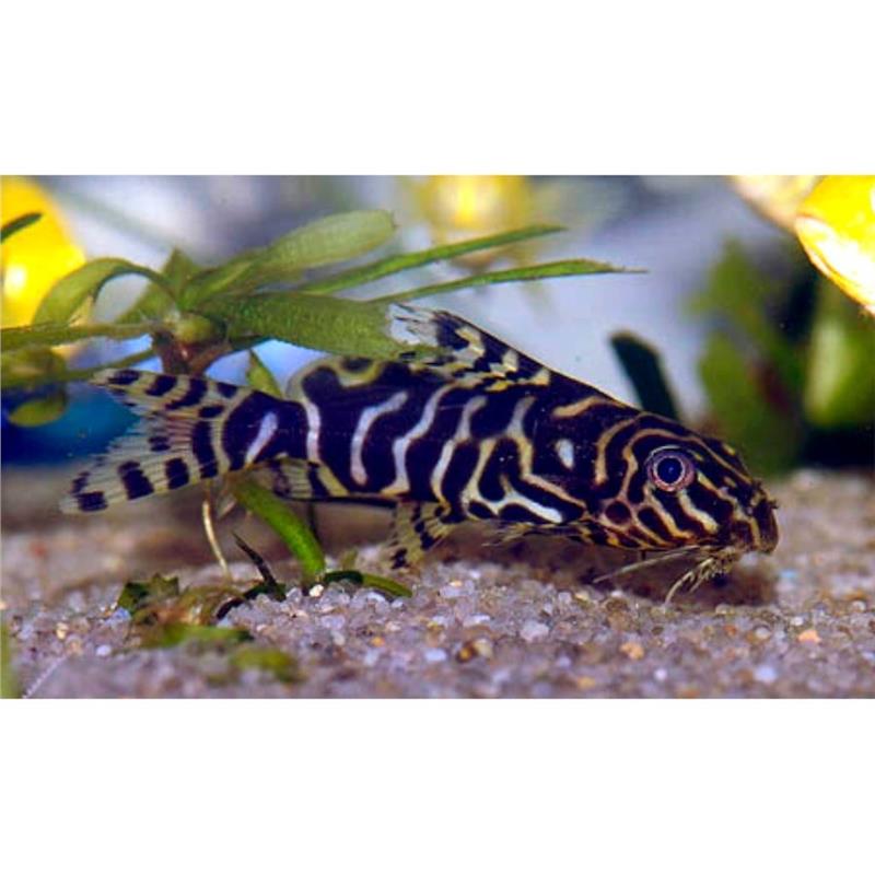 Synodontis aterrimus - imagine 3